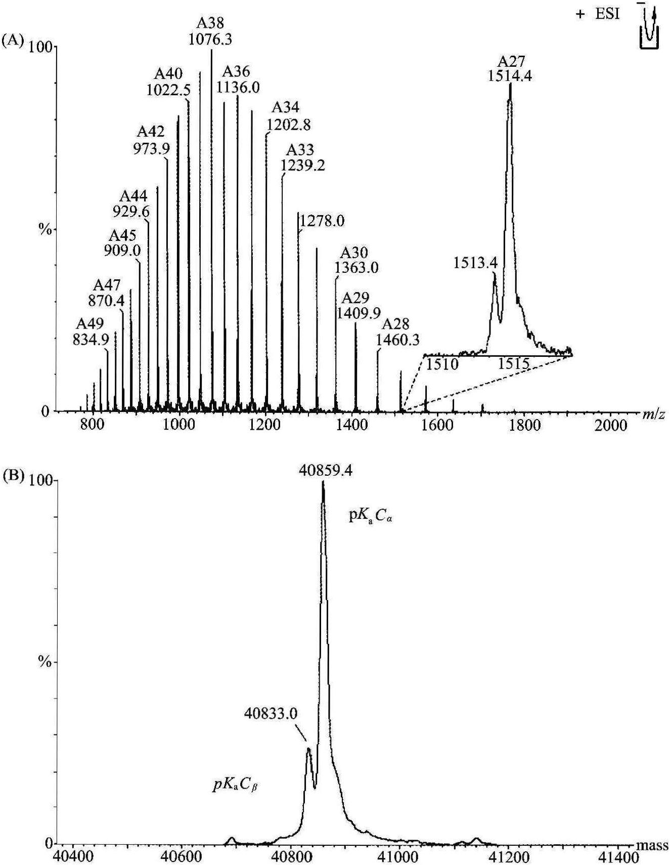 8.8 測定蛋白質(zhì)分子質(zhì)量